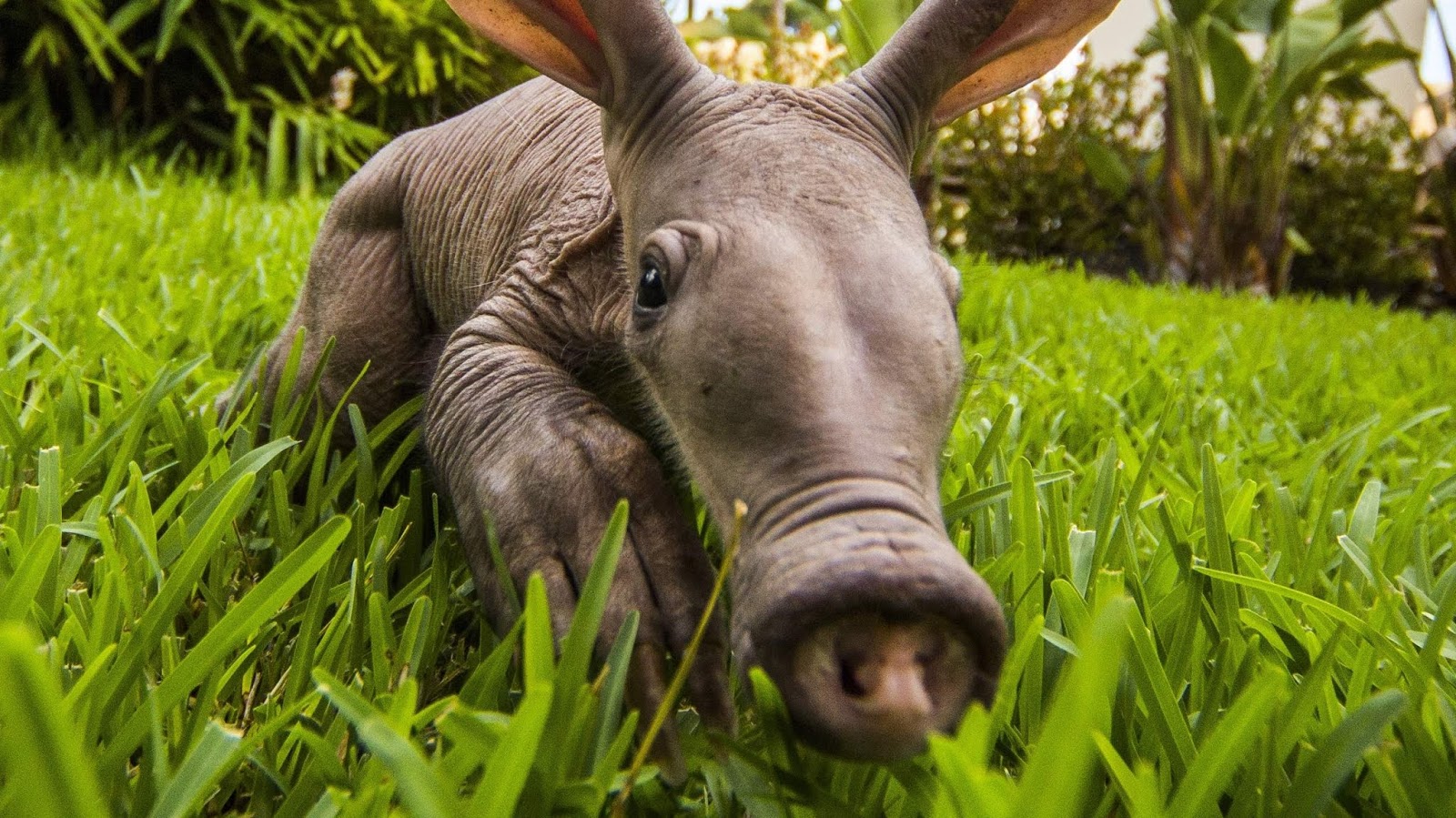 Aardvark Overview of the Animal