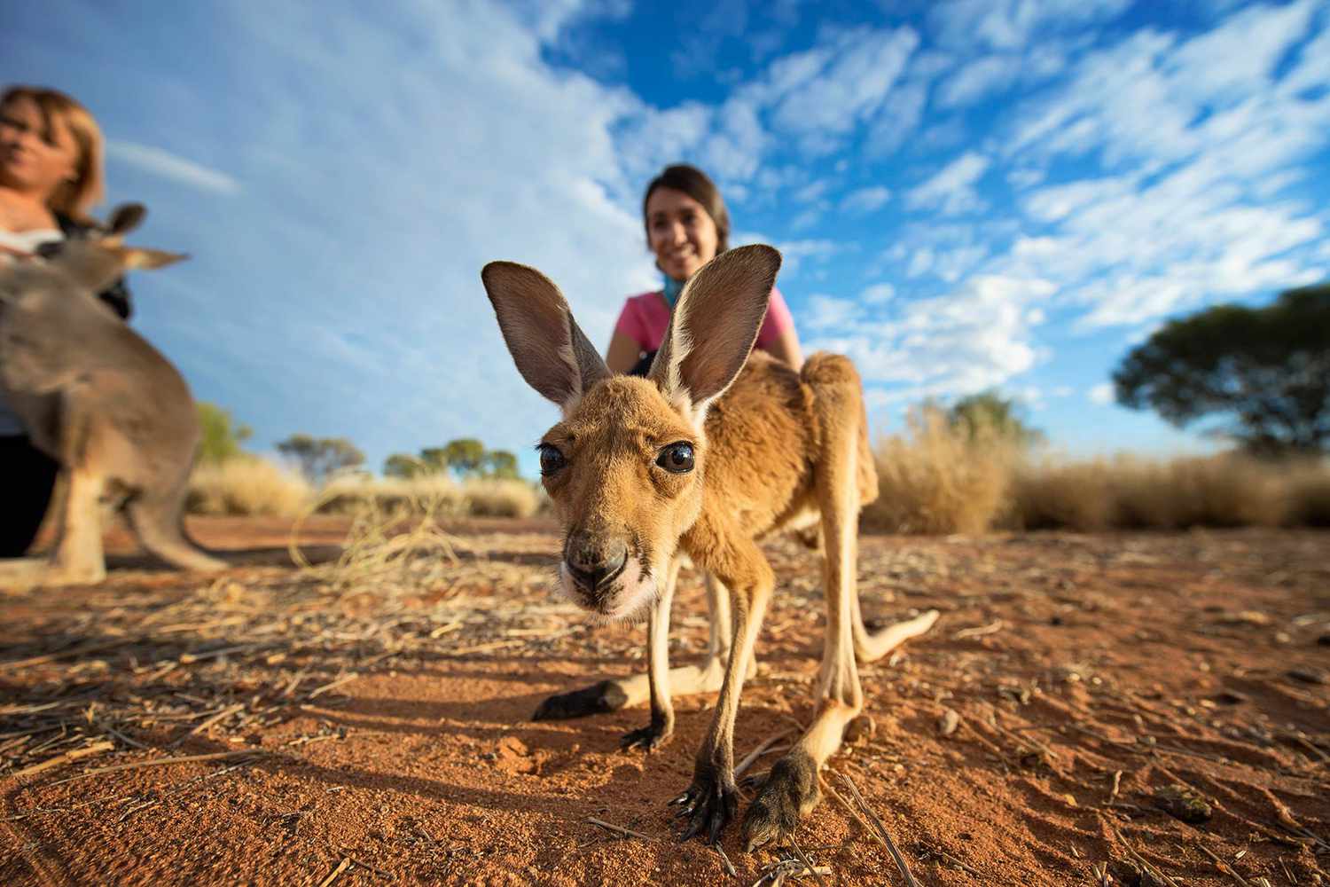 Animals Native to Australia A Fascinating Exploration of Australia