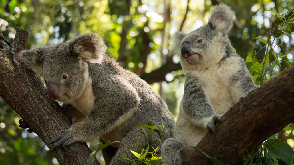 Animals Native to Australia A Fascinating Exploration of Australia's Unique Wildlife