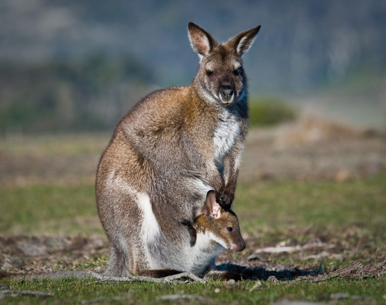 Animals Native to Australia A Fascinating Exploration of Australia's Unique Wildlife