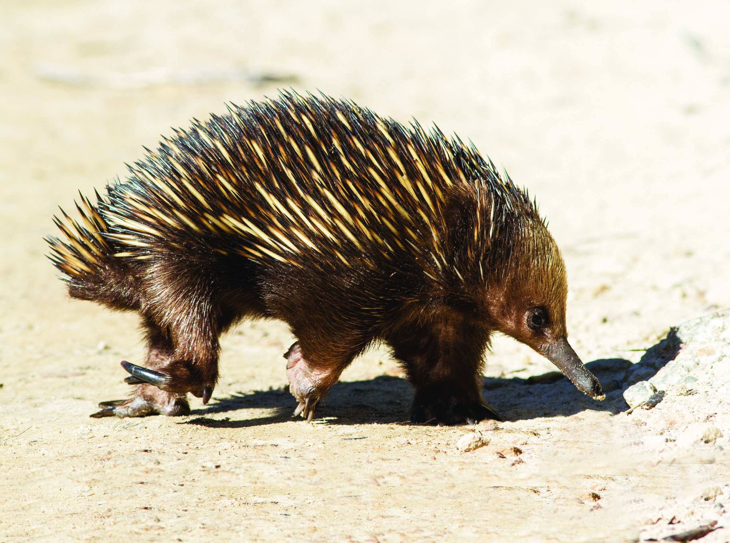 Animals Native to Australia A Fascinating Exploration of Australia's Unique Wildlife