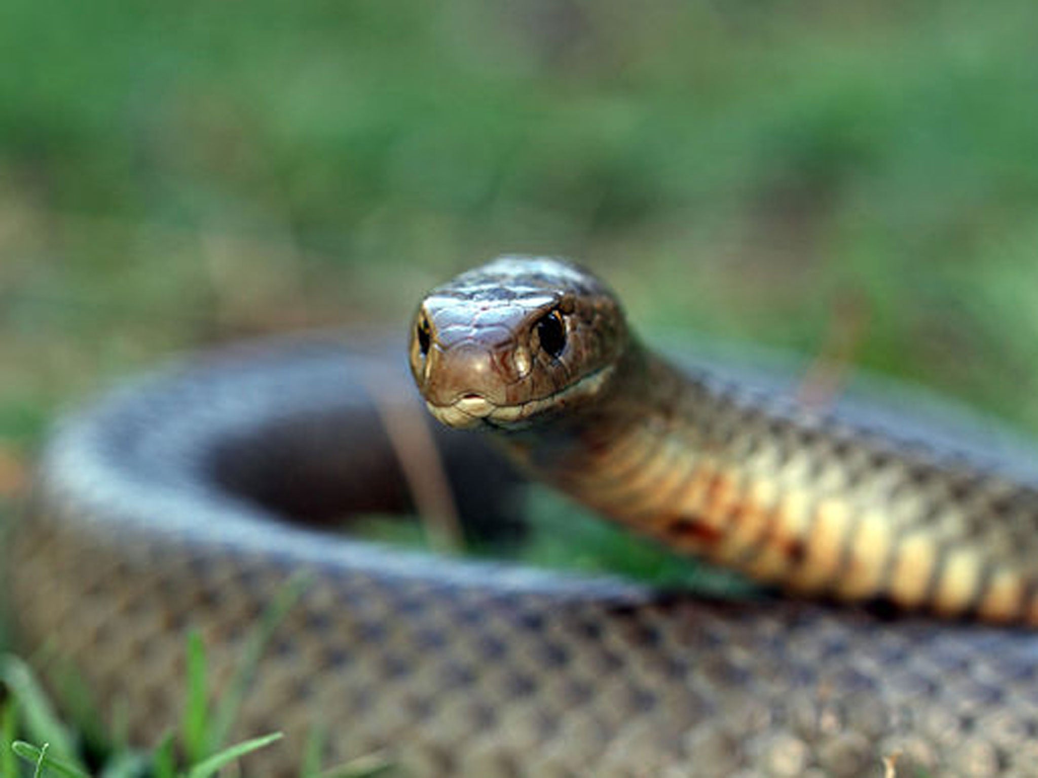 Animals Native to Australia A Fascinating Exploration of Australia's Unique Wildlife