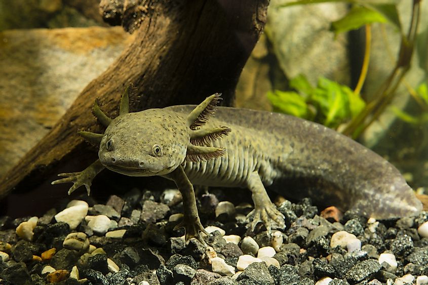 Axolotls Turn into Salamanders Understanding Different Axolotl Colors and Differences between Male and Female Axolotls