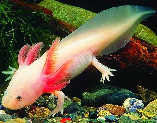 Axolotls Turn into Salamanders Understanding Different Axolotl Colors and Differences between Male and Female Axolotls