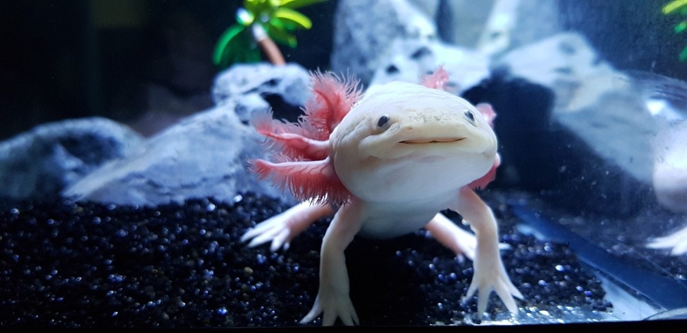 Axolotls Turn into Salamanders Understanding Different Axolotl Colors and Differences between Male and Female Axolotls