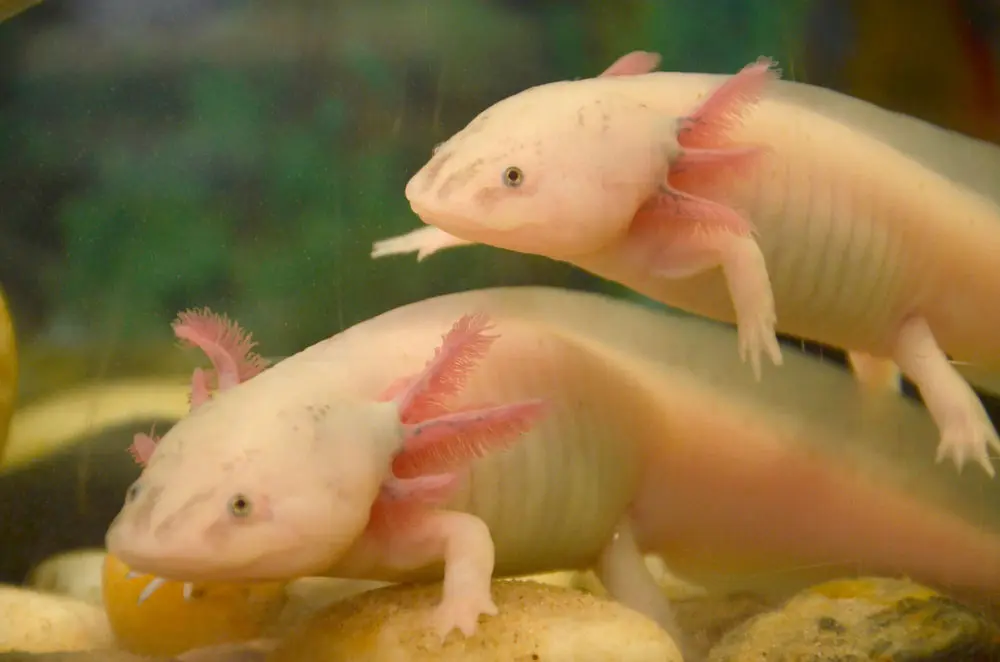 Axolotls Turn into Salamanders Understanding Different Axolotl Colors and Differences between Male and Female Axolotls