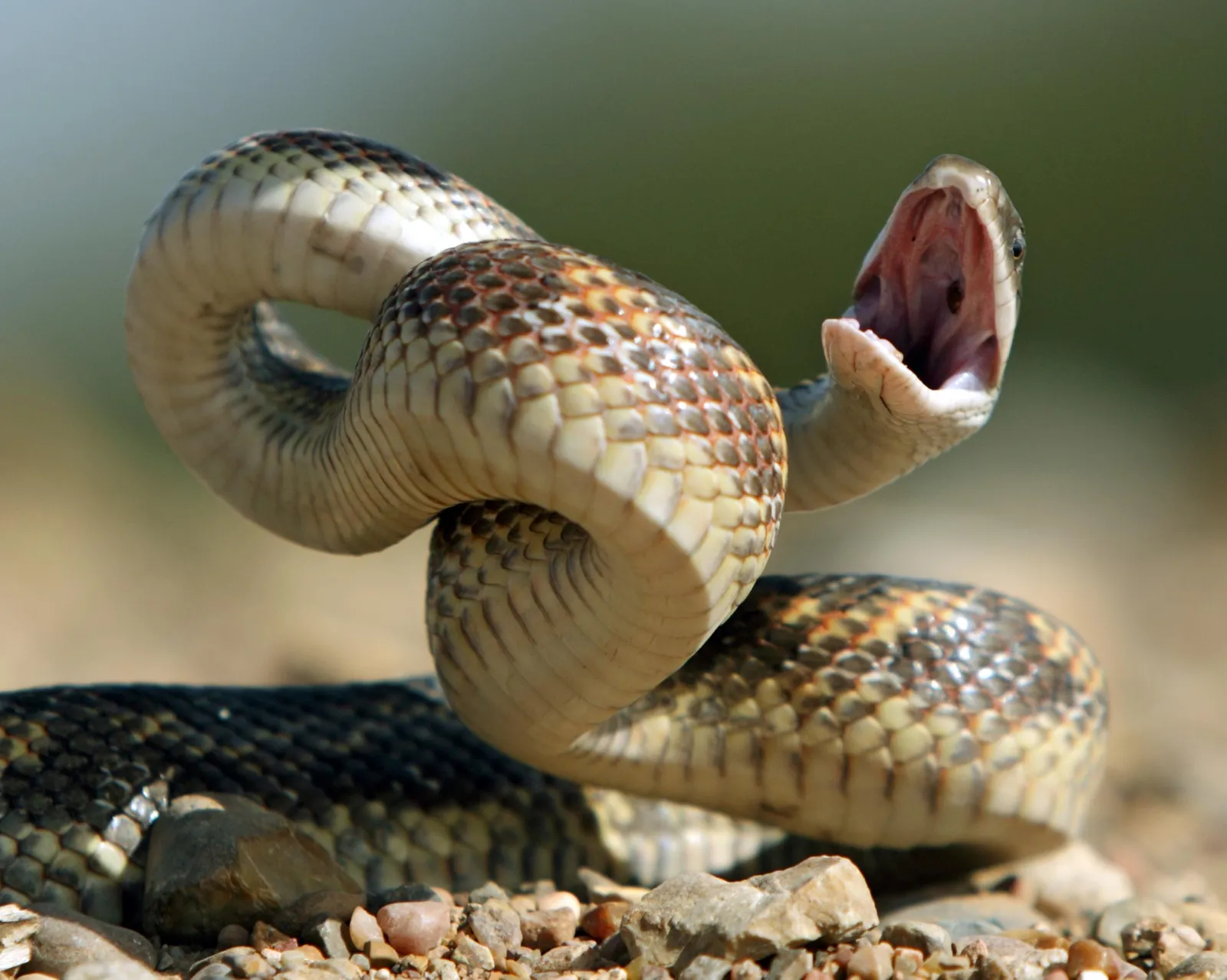 Kangaroo Rat Dodges A Rattlesnake Evasive Maneuvers Explained