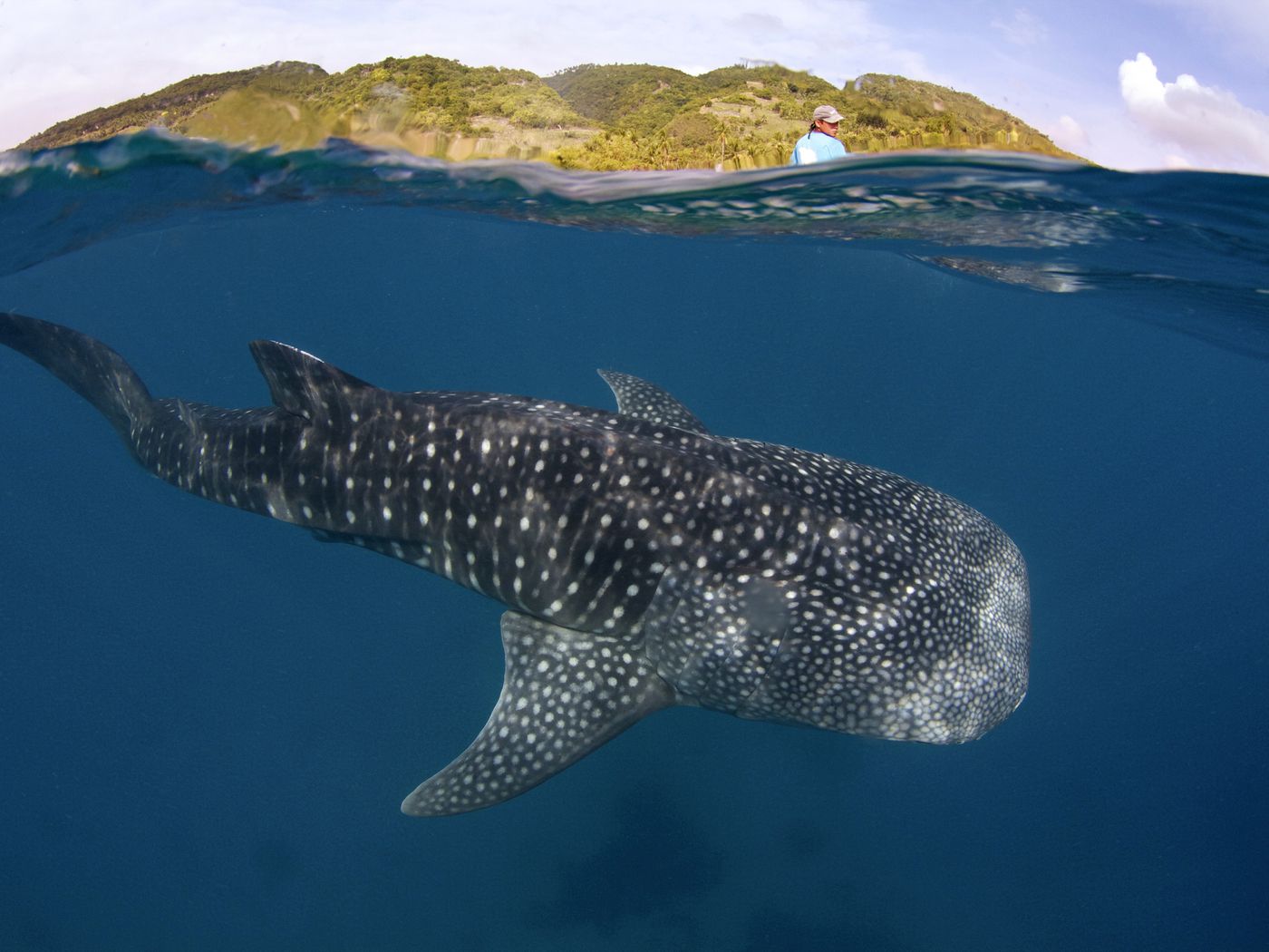 Largest Fish Found in Canadian Waters