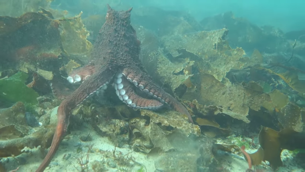 Largest Fish Found in Canadian Waters