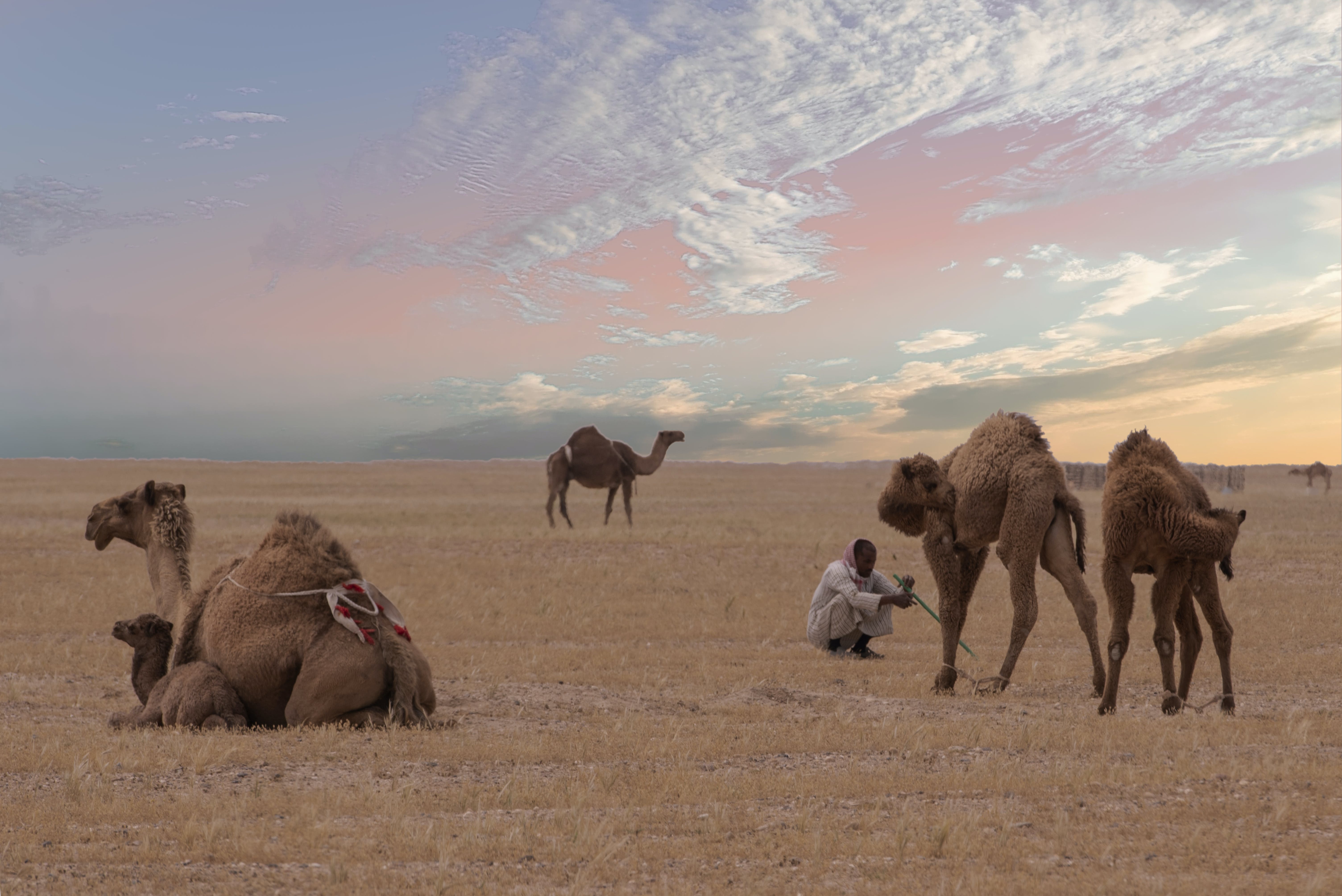 Nevada Desert Animals A Diverse Wildlife Haven Amidst the Arid Sands