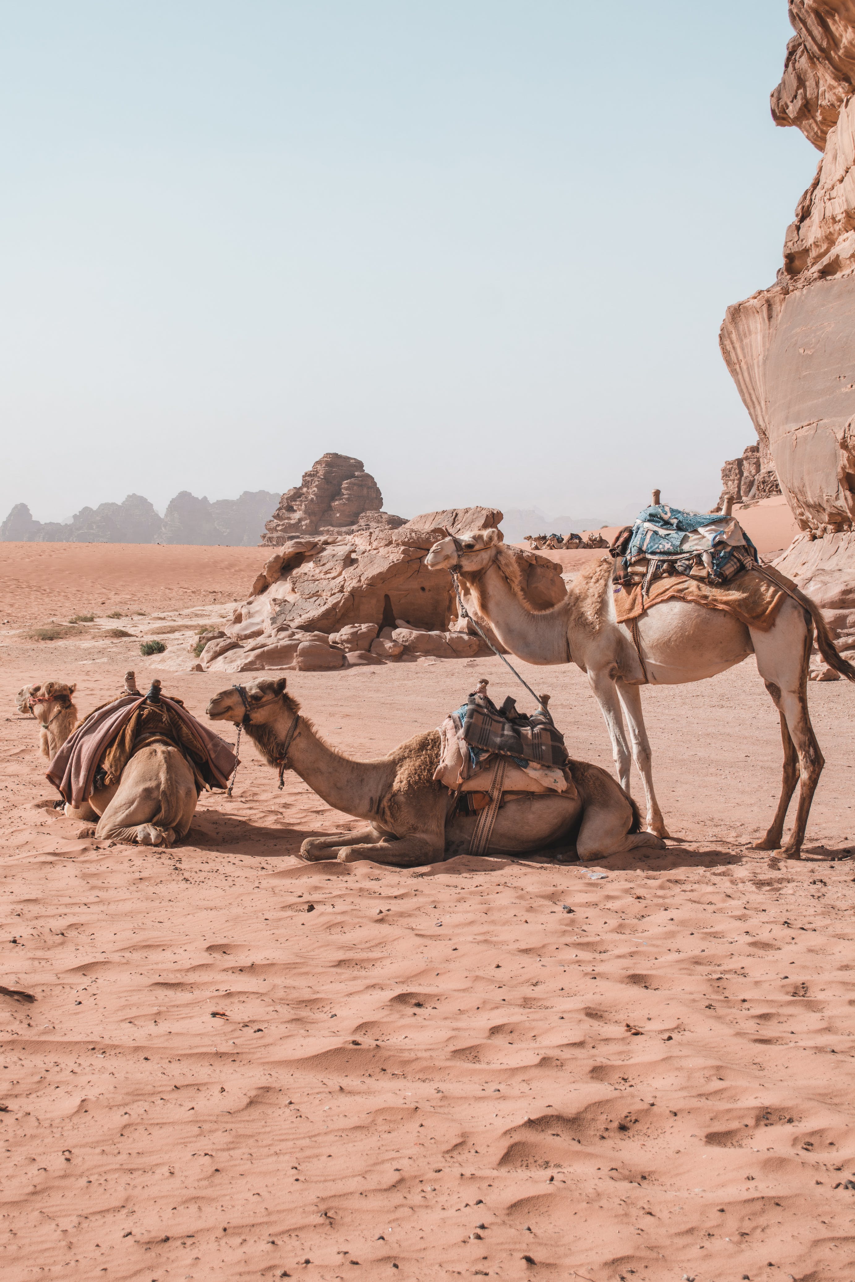 Nevada Desert Animals A Diverse Wildlife Haven Amidst the Arid Sands