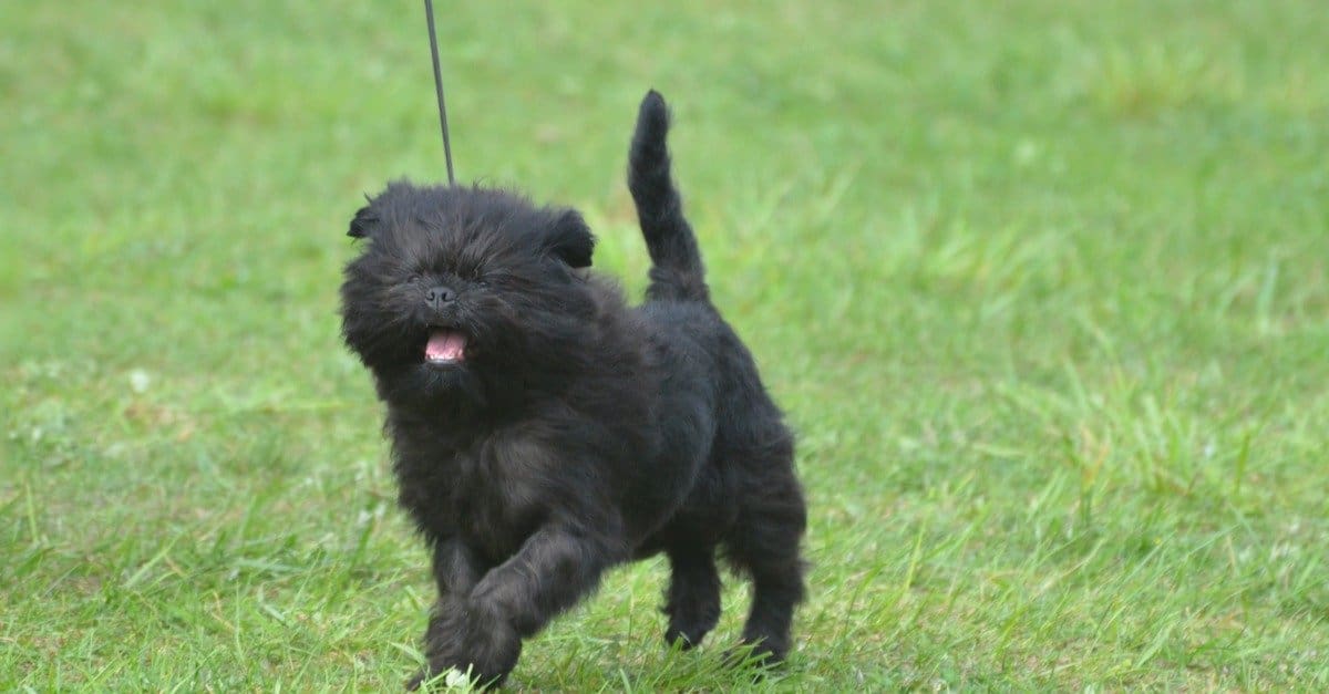 The Affenpinscher The Enigmatic Monkey Dog in German