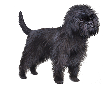 The Affenpinscher The Enigmatic Monkey Dog in German