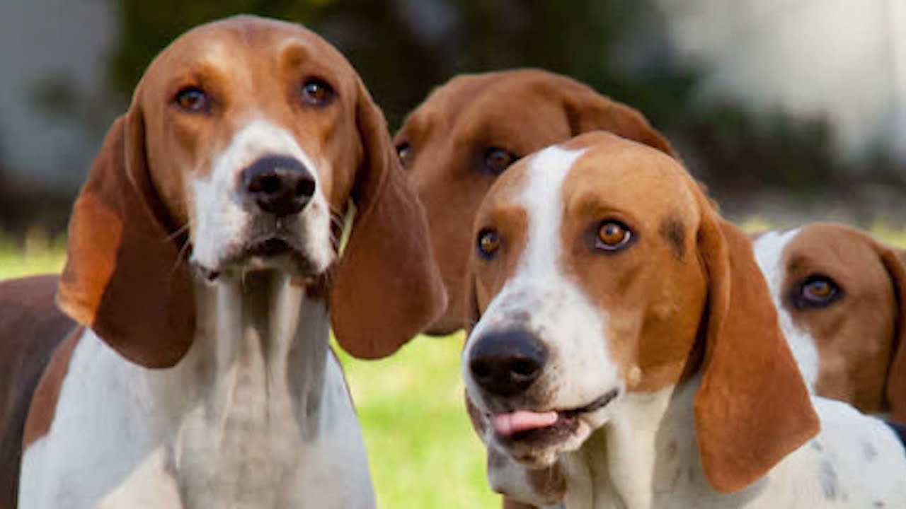 The American Foxhound A Magnificent Breed with a Rich History