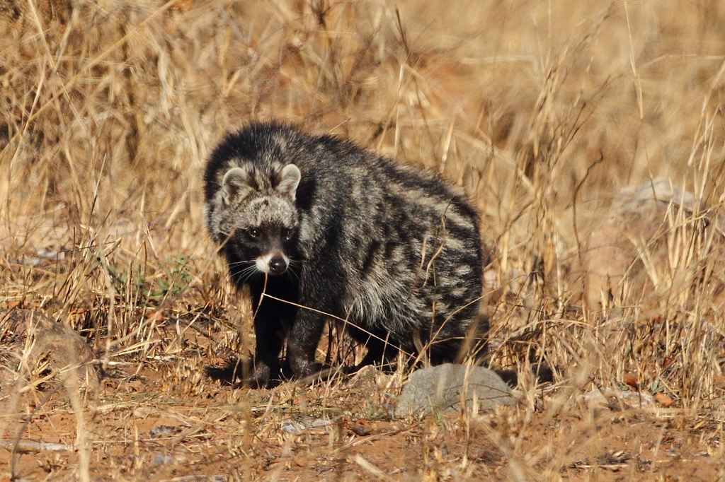 The Elusive African Civet Secrets of an Enigmatic Creature