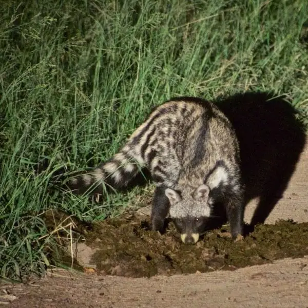 The Elusive African Civet Secrets of an Enigmatic Creature