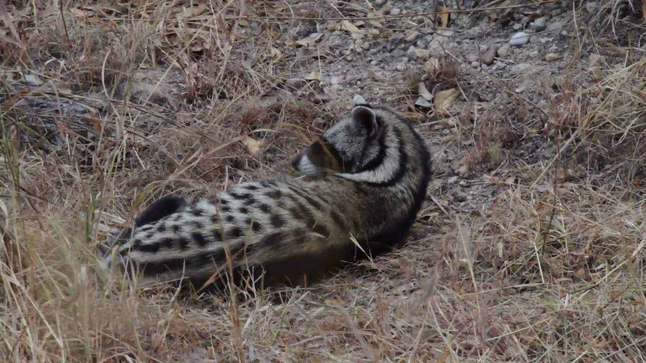 The Elusive African Civet Secrets of an Enigmatic Creature