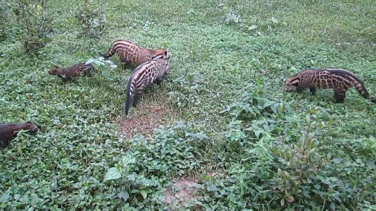 The Elusive African Civet Secrets of an Enigmatic Creature