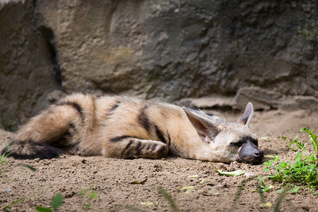 The Fascinating Aard Wolf Nature's Unusual Canine