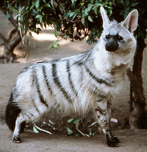 The Fascinating Aard Wolf Nature's Unusual Canine