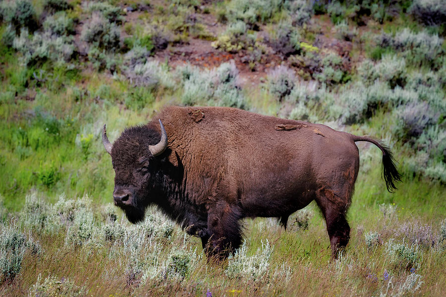 The Wonders of Oklahoma Animal Life