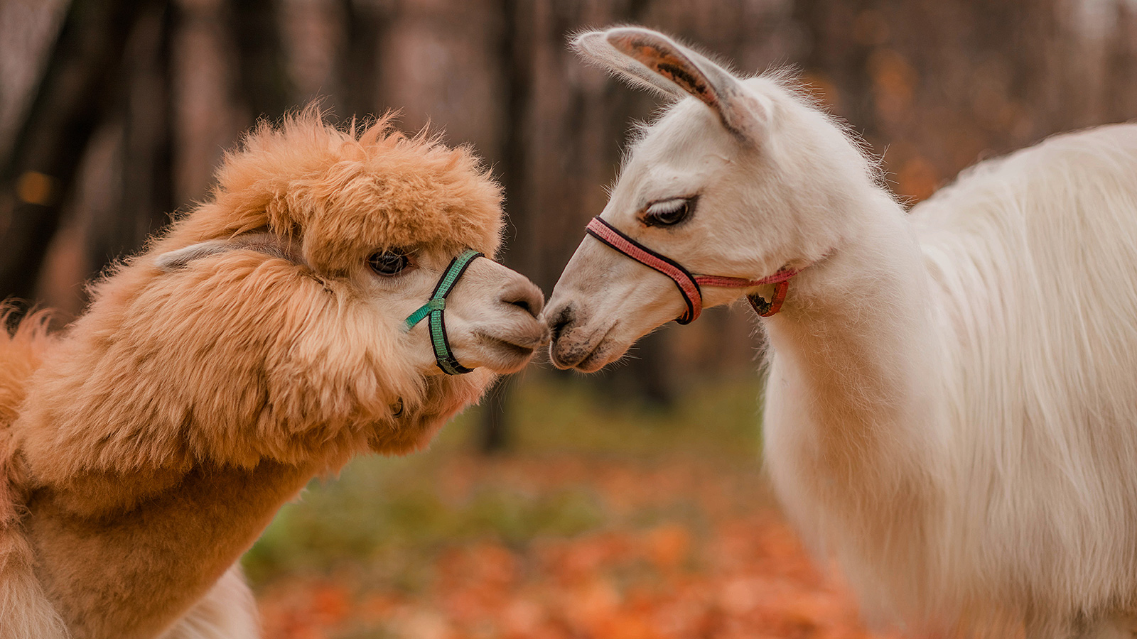 What is a Alpaca The Majestic Creatures of the Andes