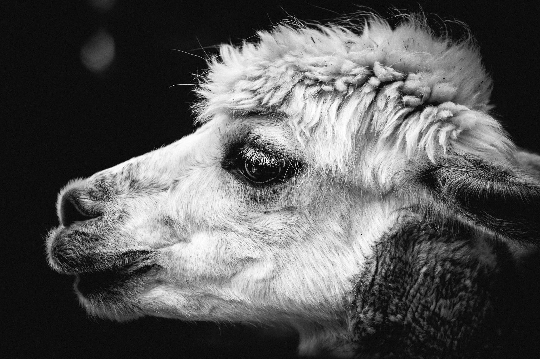 What is a Alpaca The Majestic Creatures of the Andes