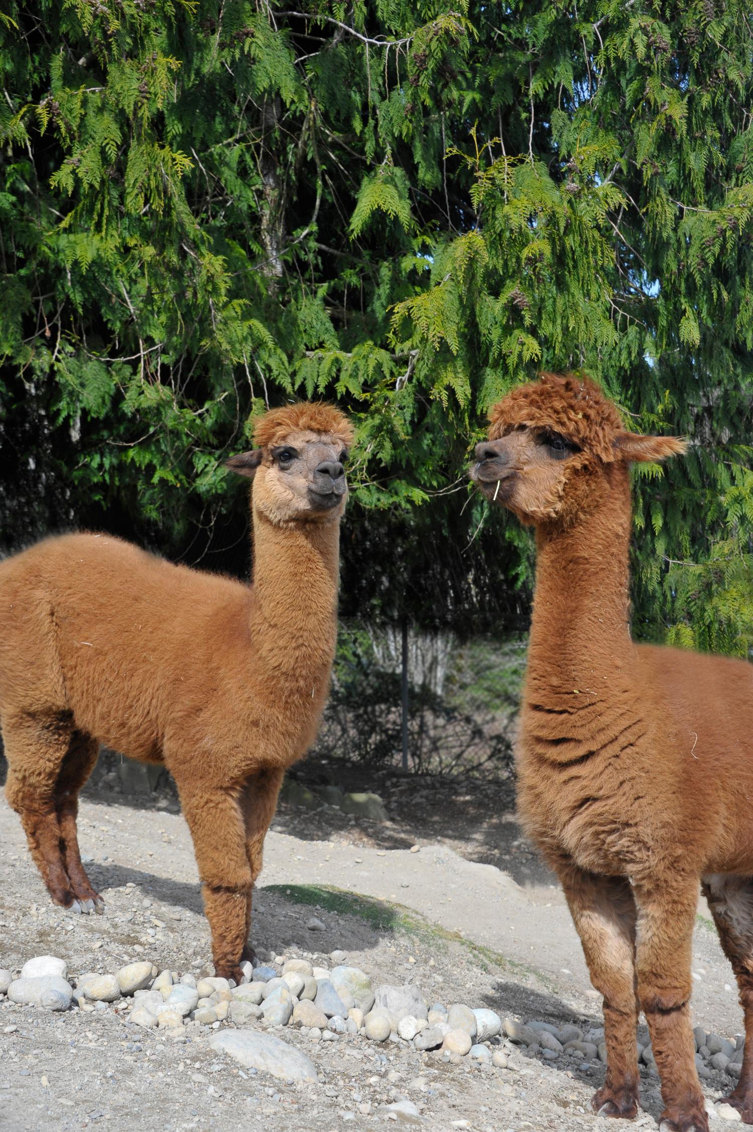 What is a Alpaca The Majestic Creatures of the Andes