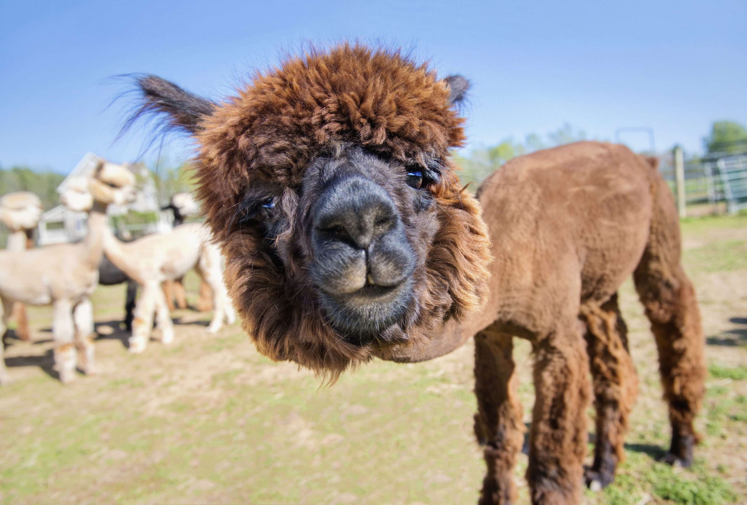 What is a Alpaca The Majestic Creatures of the Andes