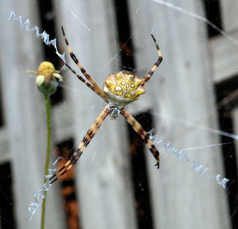 Yellow Florida Spiders A Guide to These Fascinating Arachnids