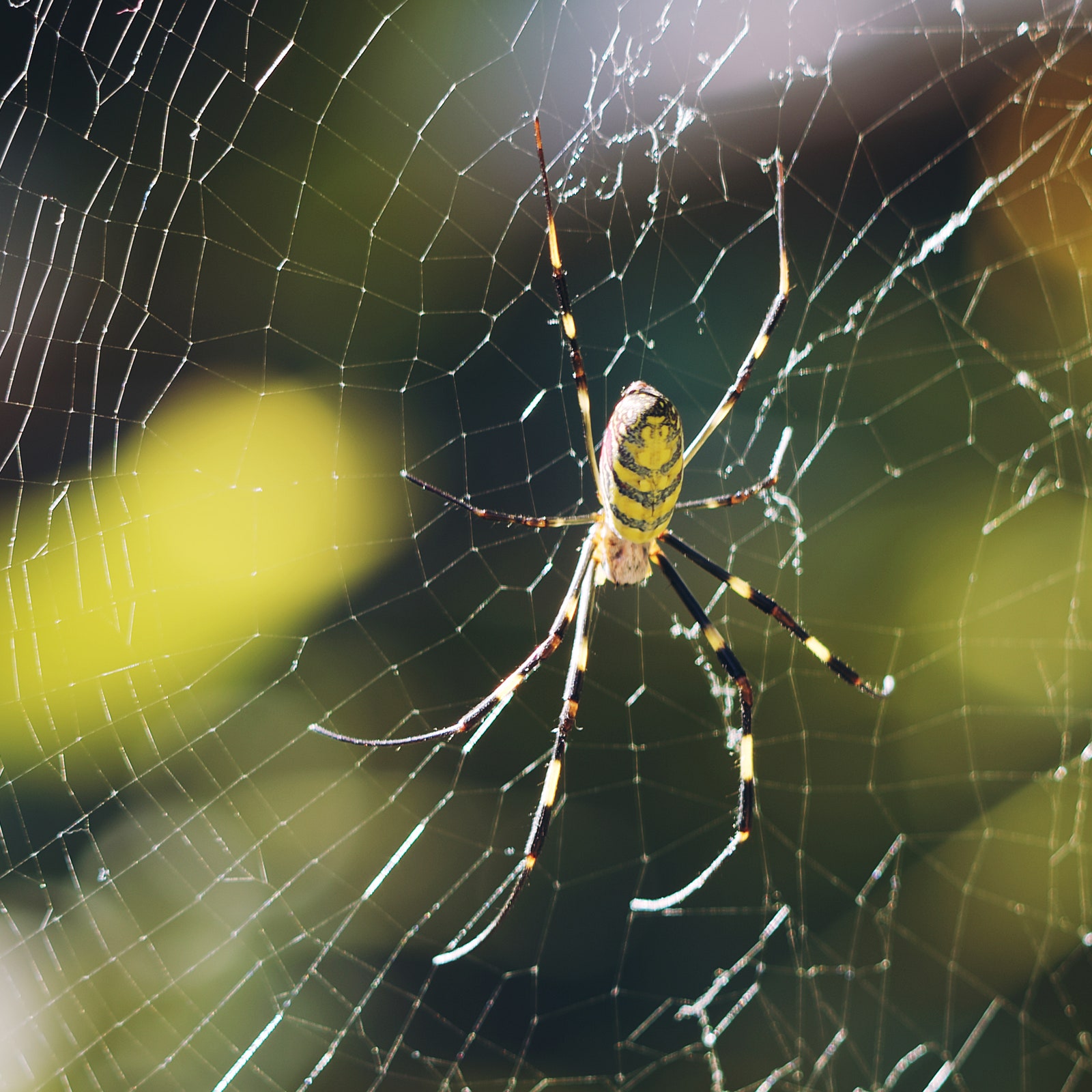 Yellow Florida Spiders A Guide to These Fascinating Arachnids