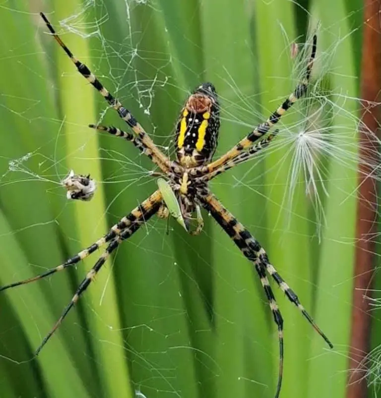 Yellow Florida Spiders A Guide to These Fascinating Arachnids