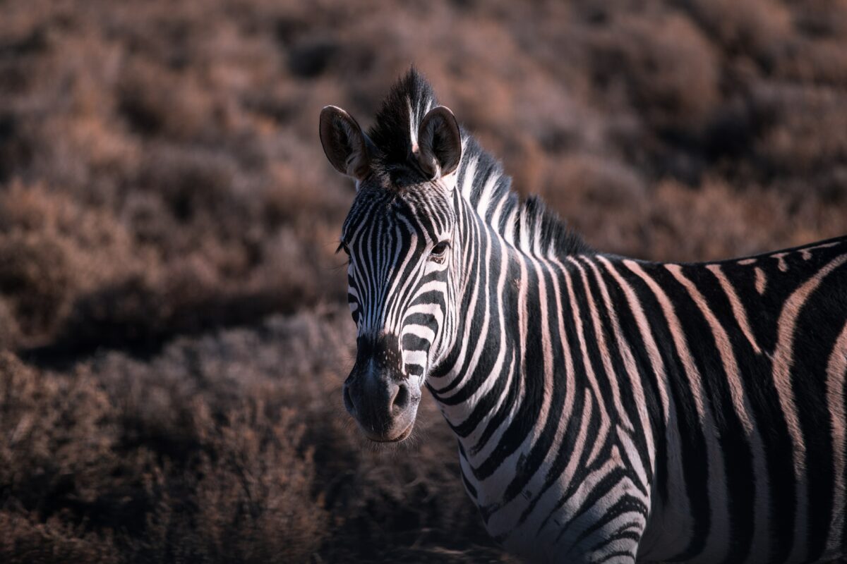 Zebras in the wild