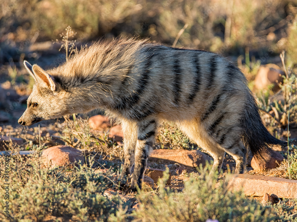 Aardwolf Overview and Characteristics