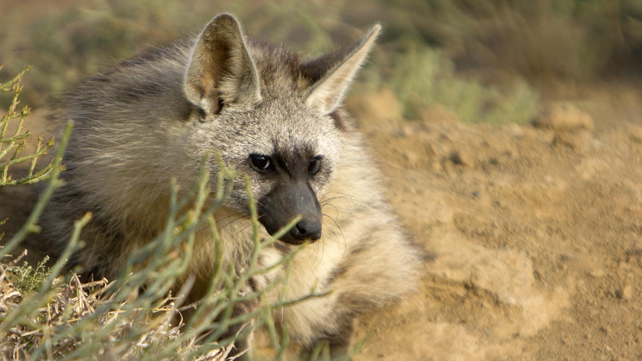 Aardwolf Overview and Characteristics