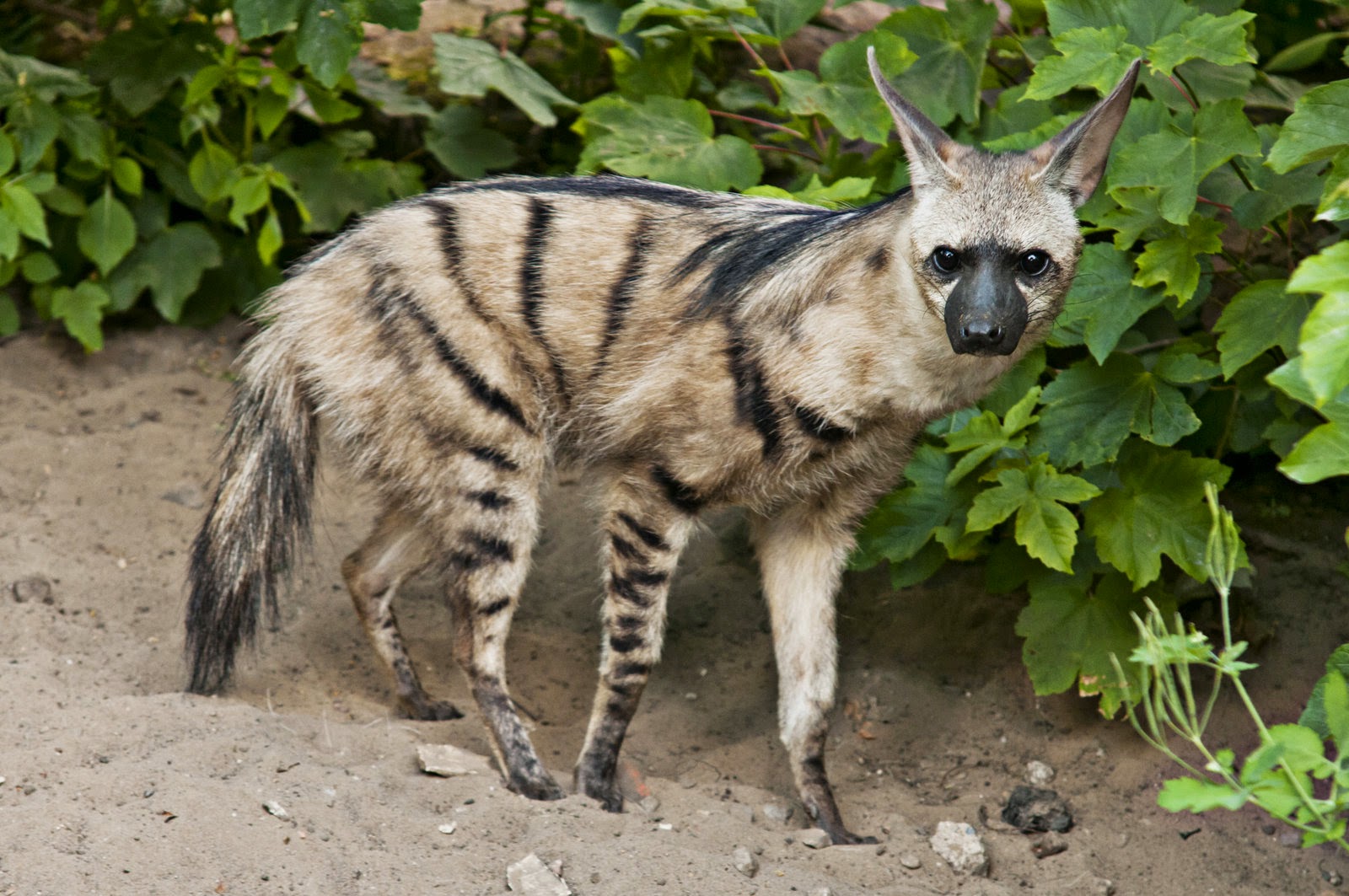 Aardwolf Overview and Characteristics