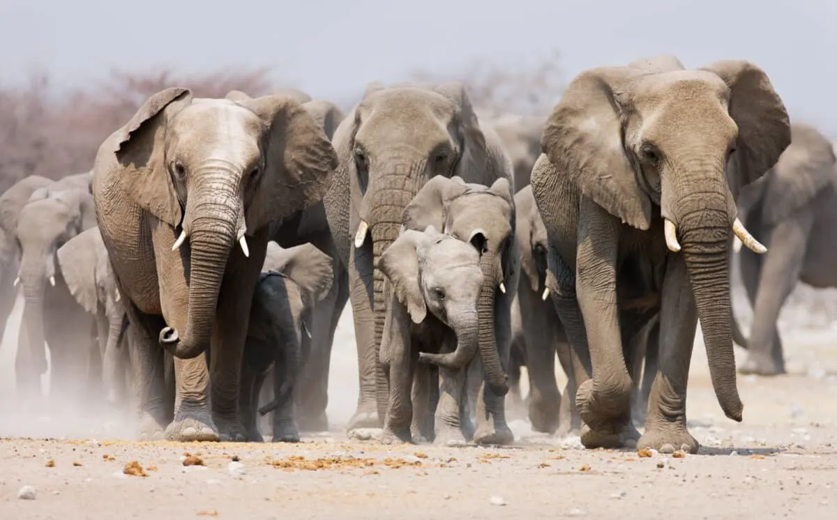 african elephants