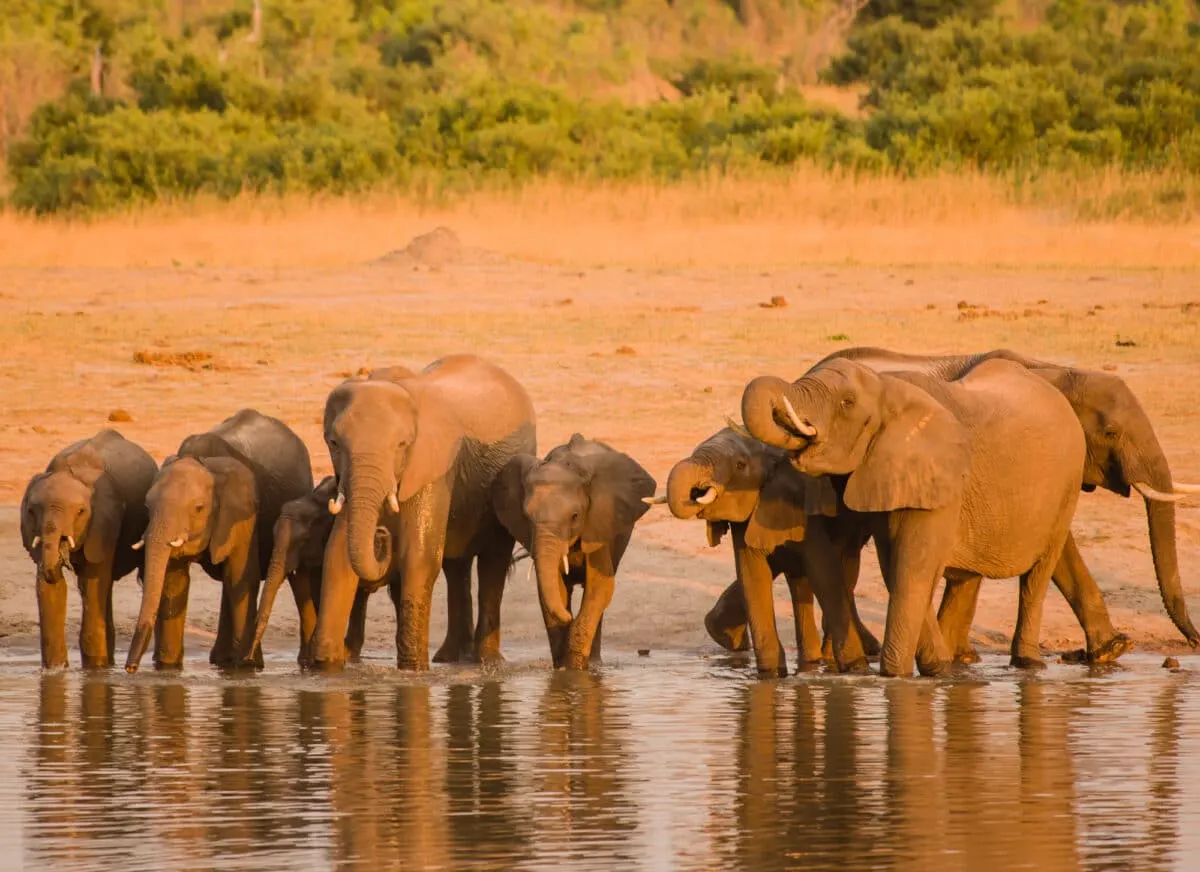 african elephants