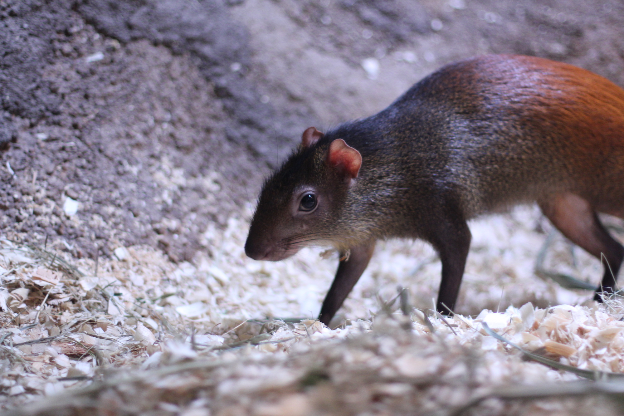 Agouti -The Common Rodent Species of Dasyprocta 