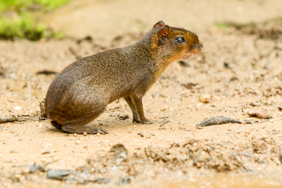 Agouti