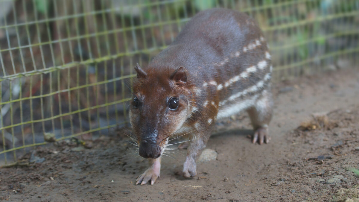 Agouti