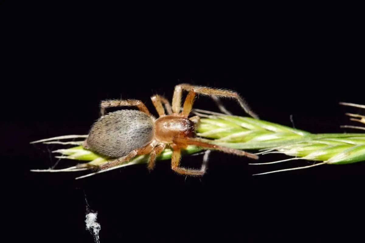 Yellow Sac Spiders