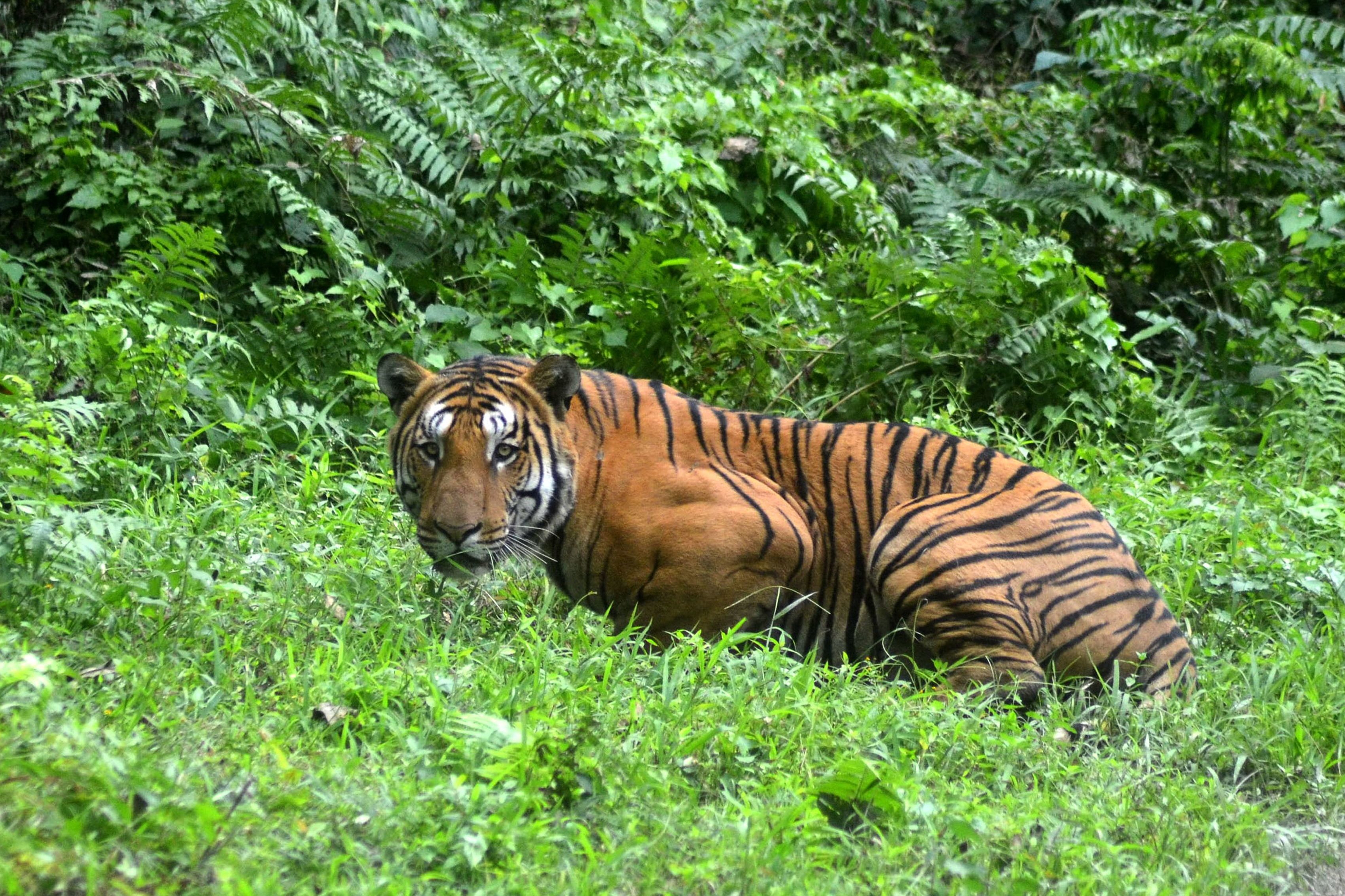 Even Tigers Eat Grass Misconceptions and Explanations