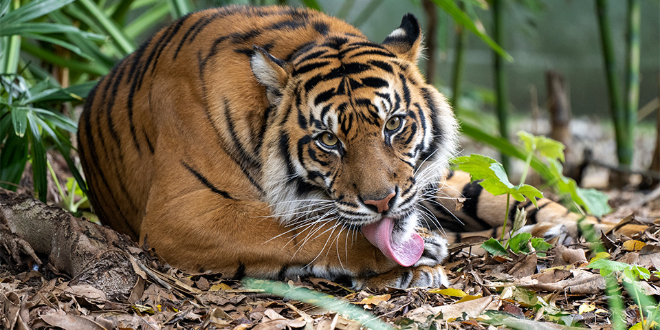 Even Tigers Eat Grass Misconceptions and Explanations