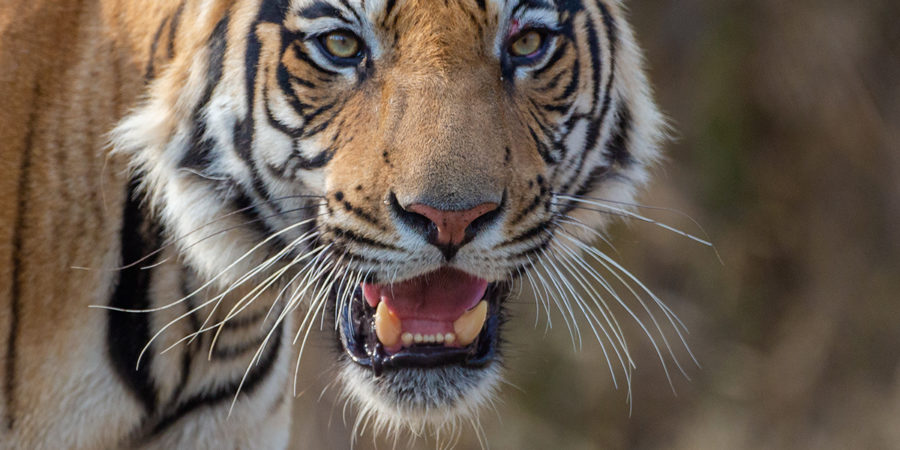 Even Tigers Eat Grass Misconceptions and Explanations