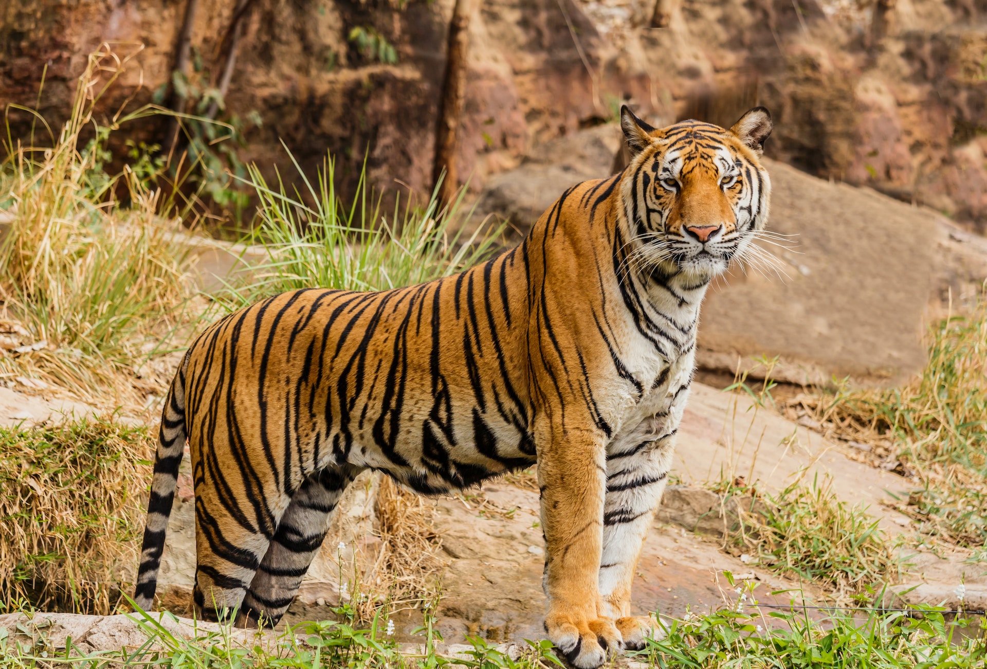 Even Tigers Eat Grass Misconceptions and Explanations