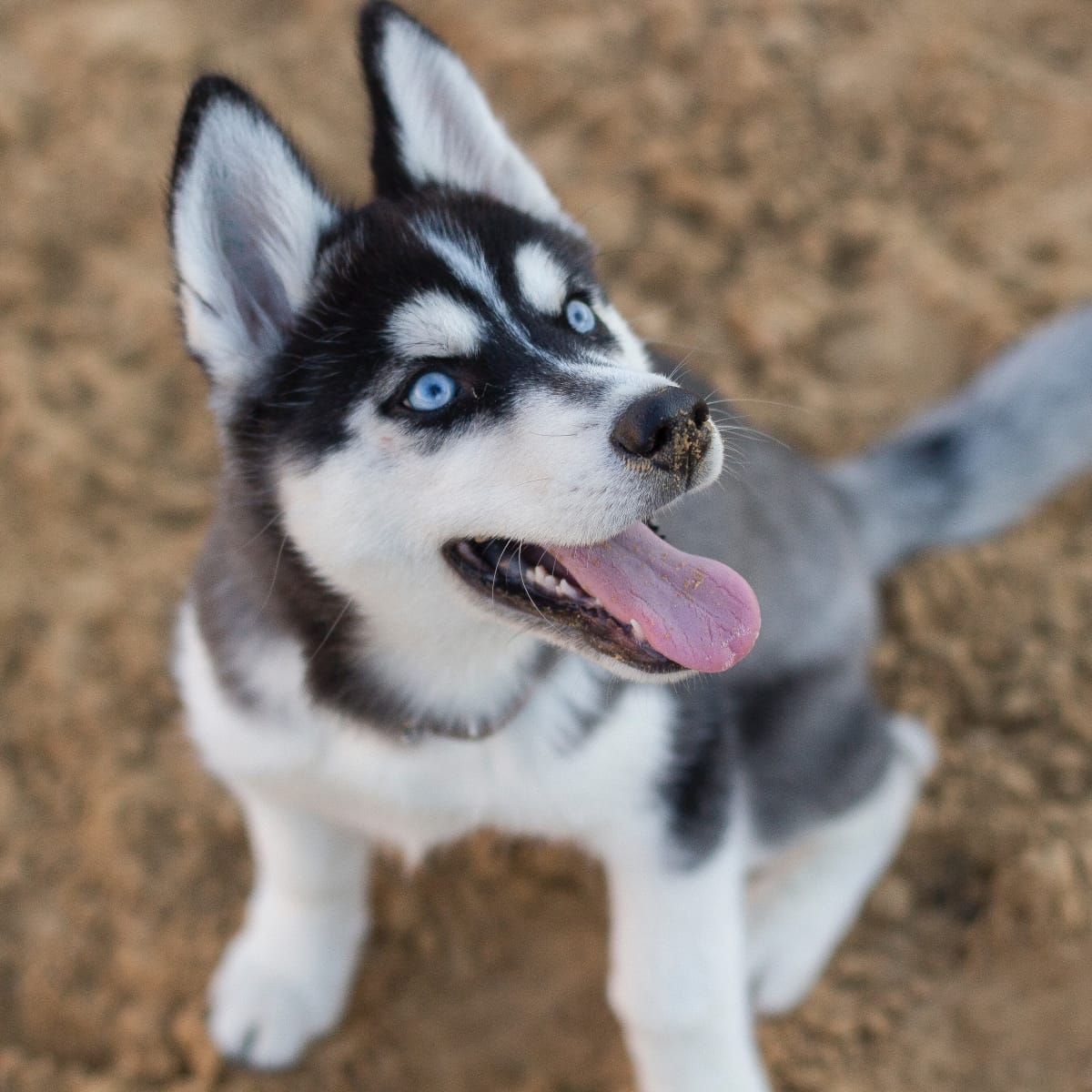 Is Alaskan Husky a Real Breed? Origins, Characteristics, Health, Training, and Controversies