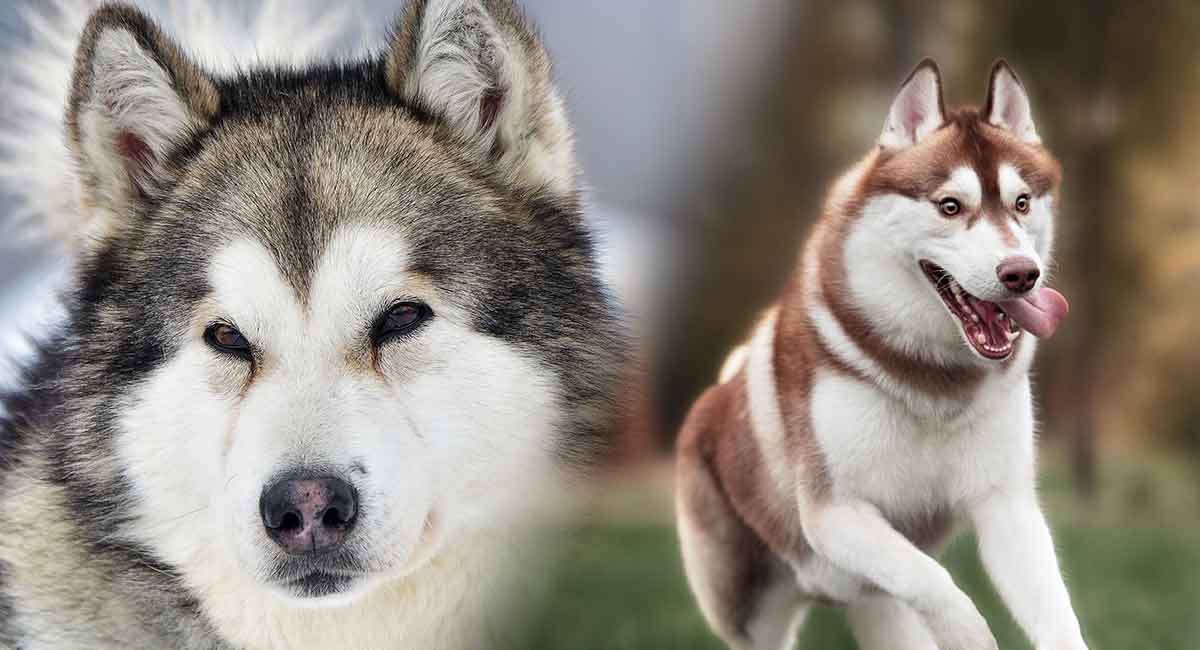 Is Alaskan Husky a Real Breed? Origins, Characteristics, Health, Training, and Controversies