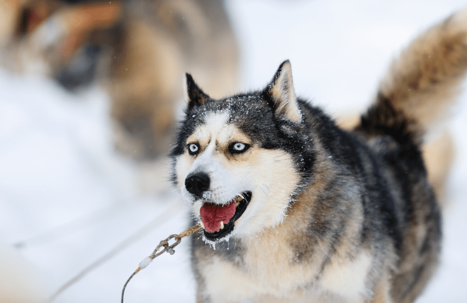 Is Alaskan Husky a Real Breed?