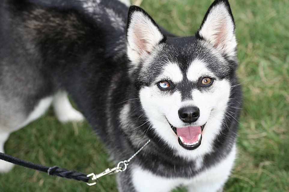 Is Alaskan Husky a Real Breed?